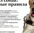 О дополнительных требованиях к содержанию домашних животных - Газета Сияние Севера