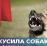 Что делать, если покусала собака? - Газета Сияние Севера